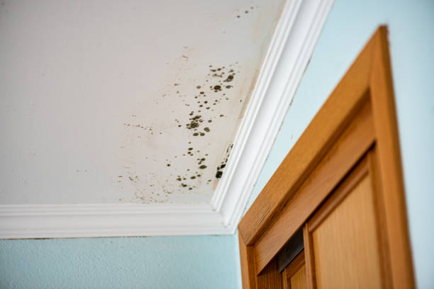 Best Crawl Space Mold Removal  in Angola On The Lake, NY