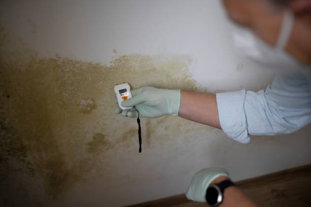 Best Residential Mold Removal  in Angola On The Lake, NY