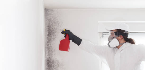 Best Black Mold Removal  in Angola On The Lake, NY