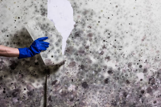 Best Attic Mold Removal  in Angola On The Lake, NY